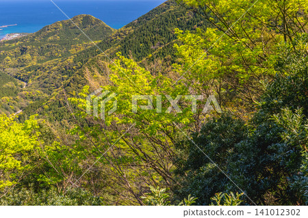 Spring in Yakushima: Fresh green leaves shining in the sunlight 141012302