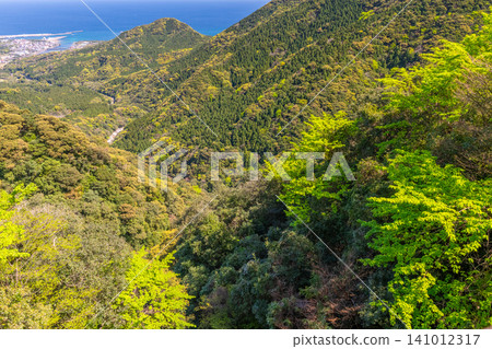 屋久島的春天:陽光下閃耀著翠綠的樹葉 屋久島的春天:陽光下閃耀著翠綠的樹葉 141012317
