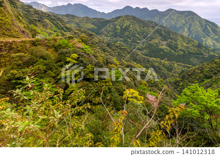 Spring in Yakushima: Fresh green leaves shining in the sunlight Spring in Yakushima: Fresh green leaves shining in the sunlight 141012318