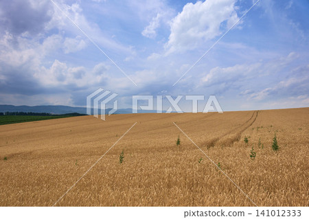[Biei] Summer sky and vast wheat fields on rolling hills 141012333