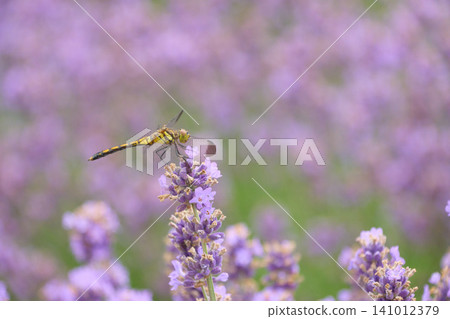 [Furano] A yellow dragonfly perches on a lavender flower. 141012379