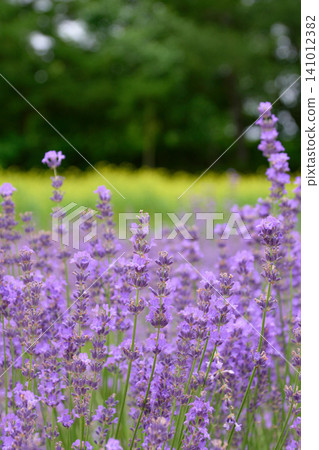 [Furano] Lavender fields spread out in front of rapeseed fields 141012382