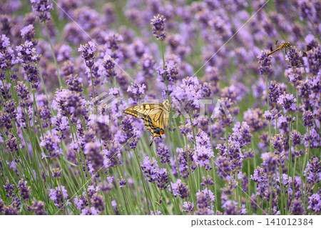 [Furano] Swallowtail butterfly perched on a lavender flower 141012384
