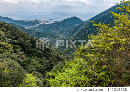 Spring in Yakushima: The mountain slopes are adorned with vibrant new green leaves. Spring in Yakushima: The mountain slopes are adorned with vibrant new green leaves. 141012388