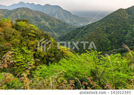 Spring in Yakushima: The mountain slopes are adorned with vibrant new green leaves. Spring in Yakushima: The mountain slopes are adorned with vibrant new green leaves. 141012393