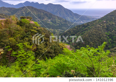 屋久島的春天:山坡上綠意盎然,生氣勃勃。 屋久島的春天:山坡上綠意盎然,生氣勃勃。 141012396