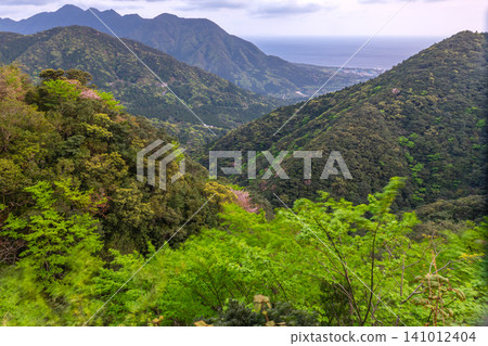 Spring in Yakushima: The mountain slopes are adorned with vibrant new green leaves. Spring in Yakushima: The mountain slopes are adorned with vibrant new green leaves. 141012404