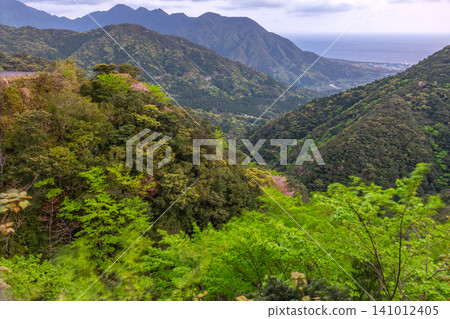 Spring in Yakushima: The mountain slopes are adorned with vibrant new green leaves. Spring in Yakushima: The mountain slopes are adorned with vibrant new green leaves. 141012405