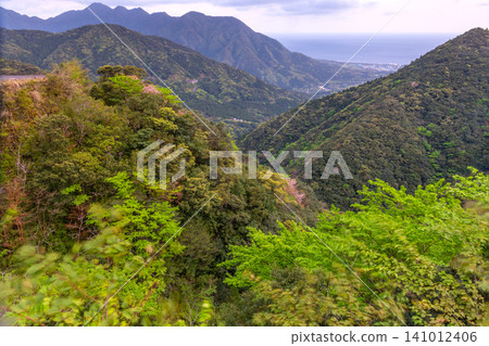 Spring in Yakushima: The mountain slopes are adorned with vibrant new green leaves. Spring in Yakushima: The mountain slopes are adorned with vibrant new green leaves. 141012406