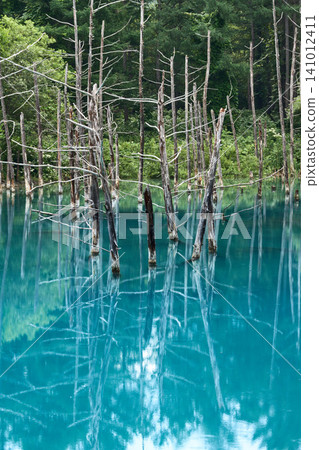 [Biei] A blue pond where withered trees are reflected on the water's surface. 141012411