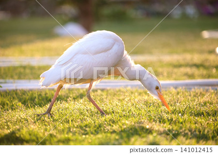 White cattle egret wild bird, also known as Bubulcus ibis walking on green lawn in summer White cattle egret wild bird, also known as Bubulcus ibis walking on green lawn in summer 141012415