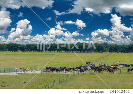 Free range milk cows grazing on farm pasture. Feeding of cattle on farmland grassland Free range milk cows grazing on farm pasture. Feeding of cattle on farmland grassland 141012491