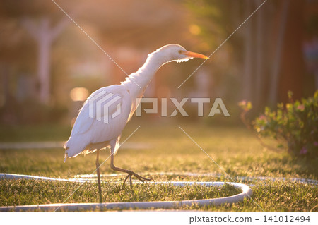 White cattle egret wild bird, also known as Bubulcus ibis walking on green lawn in summer White cattle egret wild bird, also known as Bubulcus ibis walking on green lawn in summer 141012494