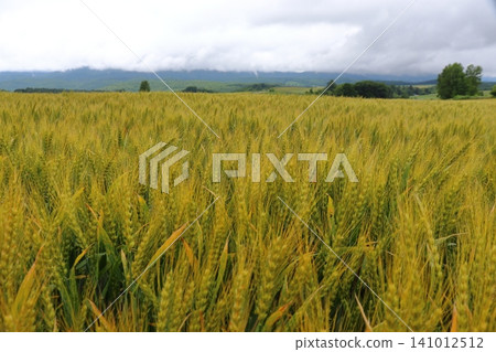 A rural landscape of wheat fields (Biei Town, Hokkaido) A rural landscape of wheat fields (Biei Town, Hokkaido) 141012512