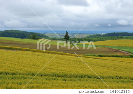 A rural landscape along a patchwork road (Biei Town, Hokkaido) A rural landscape along a patchwork road (Biei Town, Hokkaido) 141012515