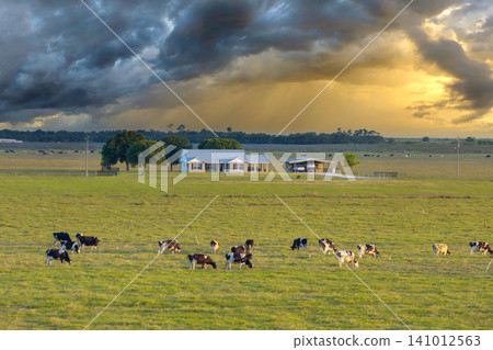 Production of organic dairy products. Milk cows grazing on green farm pasture. Feeding of cattle on farmland grassland Production of organic dairy products. Milk cows grazing on green farm pasture. Feeding of cattle on farmland grassland 141012563
