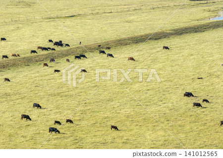 Free range milk cows grazing on farm pasture. Feeding of cattle on farmland grassland Free range milk cows grazing on farm pasture. Feeding of cattle on farmland grassland 141012565