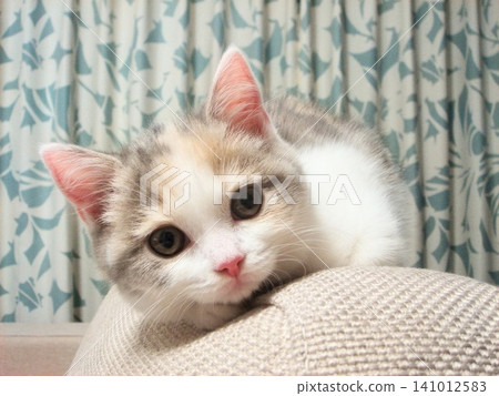 A kitten staring straight ahead A kitten staring straight ahead 141012583