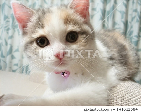 A kitten staring straight ahead A kitten staring straight ahead 141012584