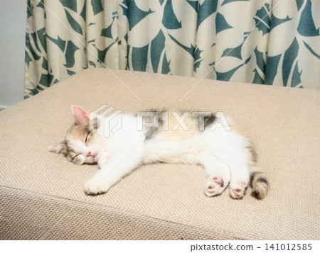 A kitten sleeping peacefully A kitten sleeping peacefully 141012585