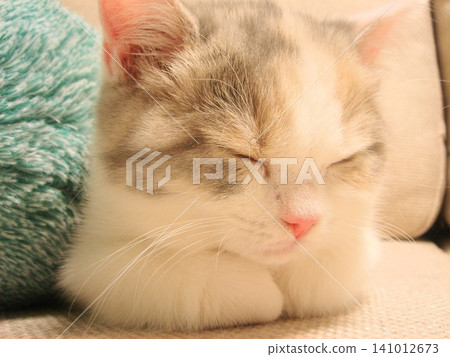 Sleeping kitten Sleeping kitten 141012673