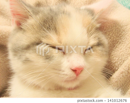 A kitten sleeping soundly and relaxed A kitten sleeping soundly and relaxed 141012676