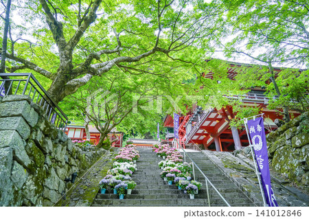 奈良縣櫻井市丹山神社入口處的階梯上擺滿了繡球花盆,新鮮的綠植與神社建築本身相映成趣,十分美麗。 奈良縣櫻井市丹山神社入口處的階梯上擺滿了繡球花盆,新鮮的綠植與神社建築本身相映成趣,十分美麗。 141012846