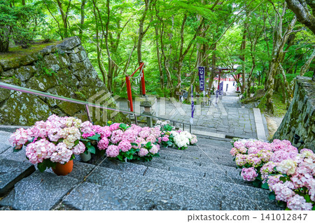 奈良縣櫻井市丹山神社入口處的階梯兩旁擺滿了繡球花盆，翠綠的花朵格外美麗。 141012847
