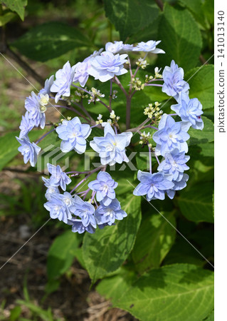 Star Fireworks - Hydrangea Star Fireworks - Hydrangea 141013140