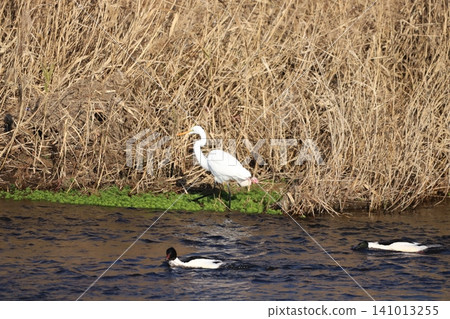Great Egret Catching Food in the River Great Egret Catching Food in the River 141013255