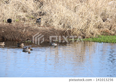 A flock of teal resting by the water 141013256