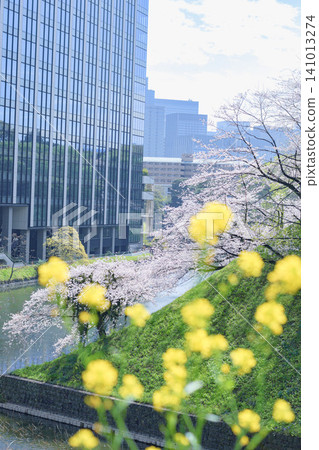 油菜花和建築物,櫻花和油菜花都開始盛開了。 油菜花和建築物,櫻花和油菜花都開始盛開了。 141013274