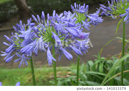 Agapanthus Agapanthus 141013379