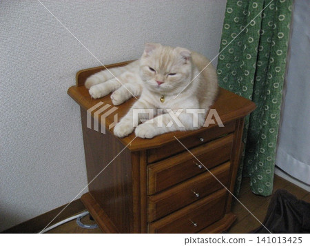 A sleepy cat on a shelf 141013425