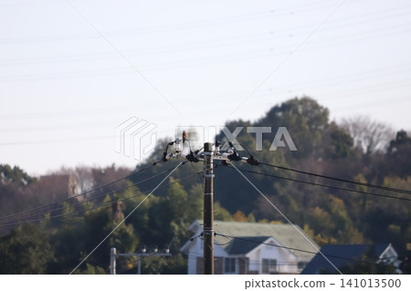 A kestrel surveying its surroundings from atop a utility pole. A kestrel surveying its surroundings from atop a utility pole. 141013500