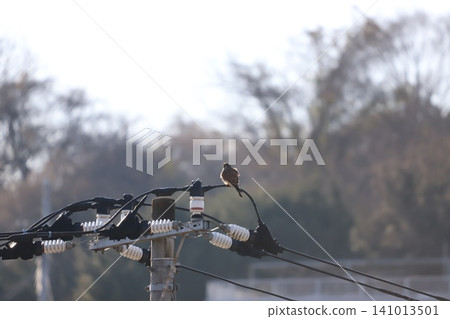 A kestrel surveying its surroundings from atop a utility pole. 141013501
