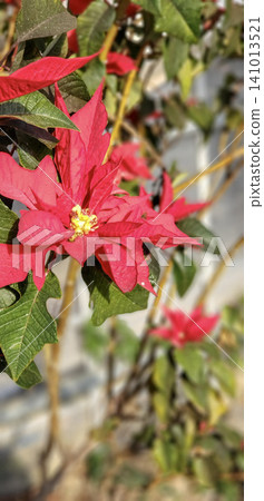 Red flower Red flower 141013521