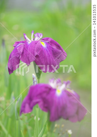 Two purple irises blooming side by side (2) Two purple irises blooming side by side (2) 141013535