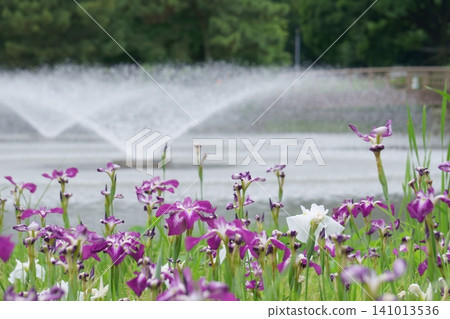 Fountain and irises 1, Meijo Park Fountain and irises 1, Meijo Park 141013536