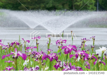 Fountain and irises 5 - Meijo Park 141013540