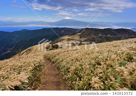Mount Fuji in midwinter, towering at the end of the Izu Mountain Ridge Trail, as seen from Mount Daruma on the Izu Peninsula. Mount Fuji in midwinter, towering at the end of the Izu Mountain Ridge Trail, as seen from Mount Daruma on the Izu Peninsula. 141013572