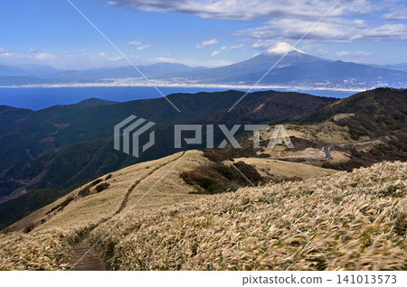 Mount Fuji in midwinter, towering at the end of the Izu Mountain Ridge Trail, as seen from Mount Daruma on the Izu Peninsula. Mount Fuji in midwinter, towering at the end of the Izu Mountain Ridge Trail, as seen from Mount Daruma on the Izu Peninsula. 141013573