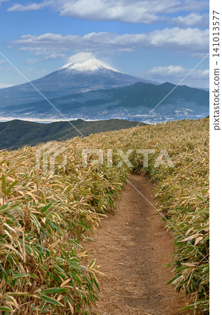 Mount Fuji in midwinter looms beyond the bamboo grass-covered hiking trail on Mount Daruma on the Izu mountain ridge trail of the Izu Peninsula. Mount Fuji in midwinter looms beyond the bamboo grass-covered hiking trail on Mount Daruma on the Izu mountain ridge trail of the Izu Peninsula. 141013577