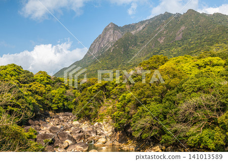 Spring in Yakushima: Tainokawa River and the World Natural Heritage Site, Mt. Motchom Spring in Yakushima: Tainokawa River and the World Natural Heritage Site, Mt. Motchom 141013589