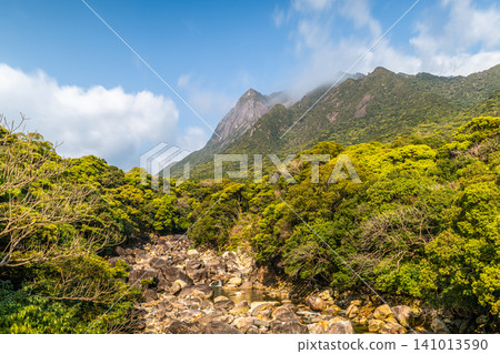 Spring in Yakushima: Tainokawa River and the World Natural Heritage Site, Mt. Motchom Spring in Yakushima: Tainokawa River and the World Natural Heritage Site, Mt. Motchom 141013590