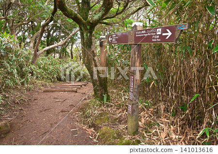 伊豆半島伊豆山脊步道：森林中的小達魯瑪山頂峰 141013616