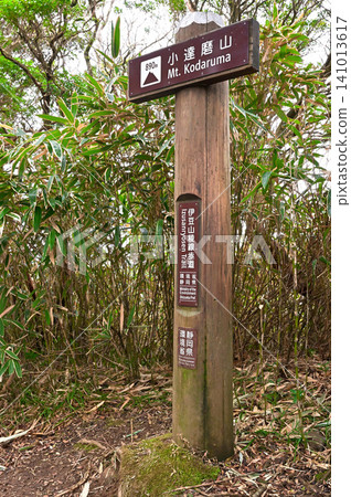 伊豆半島伊豆山脊步道:森林中的小達魯瑪山頂峰 伊豆半島伊豆山脊步道:森林中的小達魯瑪山頂峰 141013617