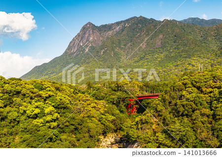 Spring in Yakushima: Mount Motchom, a World Natural Heritage Site Spring in Yakushima: Mount Motchom, a World Natural Heritage Site 141013666