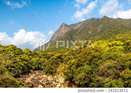 Spring in Yakushima: Mount Motchom, a World Natural Heritage Site Spring in Yakushima: Mount Motchom, a World Natural Heritage Site 141013672