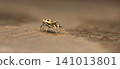 Sparkling Northern Jumping Spider 141013801